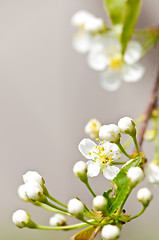 Image showing Gentle white spring flowers