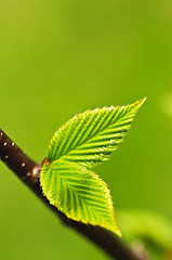 Image showing Green spring leaves