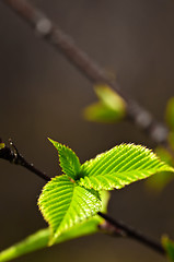 Image showing Green spring leaves