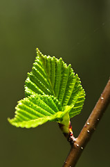 Image showing Green spring leaves