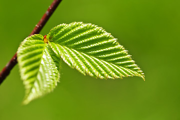 Image showing Green spring leaves