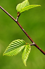 Image showing Green spring leaves