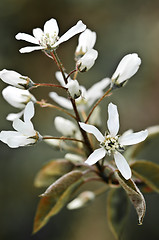 Image showing Gentle white spring flowers