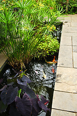 Image showing Lush green garden