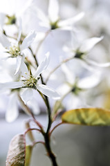 Image showing Gentle white spring flowers