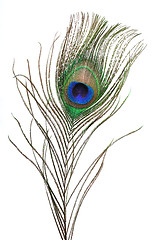 Image showing Peacock feather