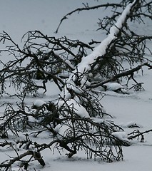 Image showing Dead tree in icy lake