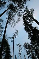 Image showing Winter trees