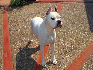 Image showing White Boxer Dog