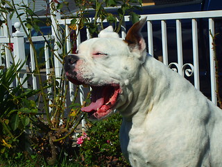 Image showing White Boxer Dog