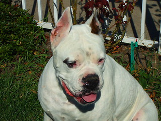 Image showing White Boxer Dog