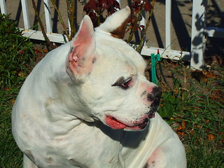 Image showing White Boxer Dog