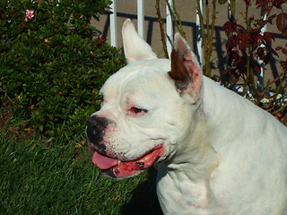 Image showing White Boxer Dog