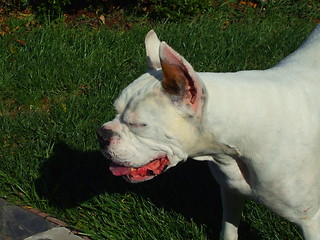 Image showing White Boxer Dog