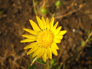 Image showing Yellow Daisy Flower