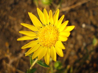 Image showing Yellow Daisy Flower
