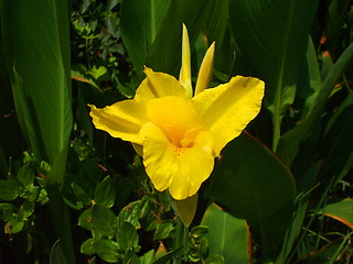 Image showing Yellow Coastal Wildflowers