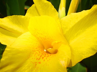 Image showing Yellow Coastal Wildflowers