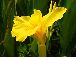 Image showing Yellow Coastal Wildflowers