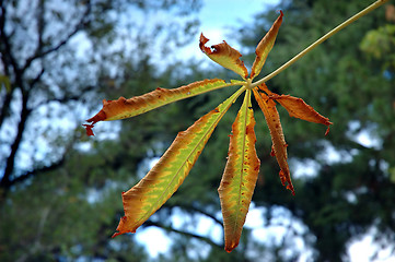 Image showing Autumn chestnut leaf