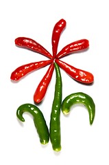 Image showing  Flower from chili pepper