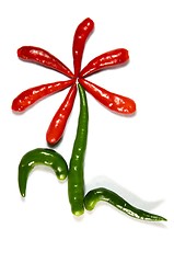 Image showing  Flower from chili pepper