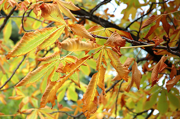 Image showing Autumn chestnut leaves