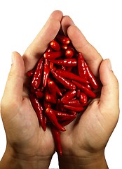 Image showing Hot chili pepper in the hands