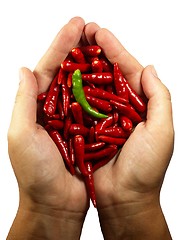 Image showing Hot chili pepper in the hands