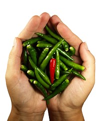 Image showing Hot chili pepper in the hands