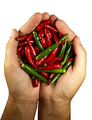 Image showing Hot chili pepper in the hands