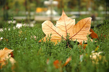 Image showing Fall maple leaves