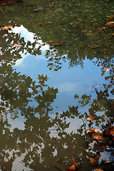 Image showing Fall maple leaves in puddle