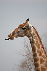 Image showing Portrait of a giraffe in southern Africa.