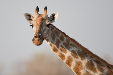 Image showing Portrait of a giraffe in southern Africa.