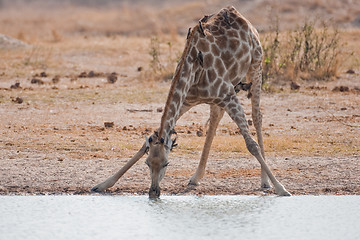 Image showing Drinking giraffe standing at a waterhole.