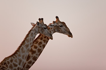 Image showing Portrait of a giraffe in southern Africa.