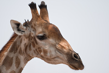 Image showing Portrait of a giraffe in southern Africa.