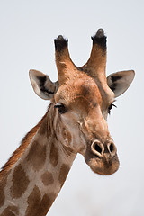 Image showing Portrait of a giraffe in southern Africa.