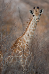 Image showing Portrait of a giraffe in southern Africa.