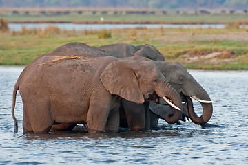 Image showing Group of wild elephants at a waterhole.