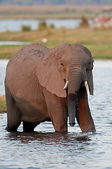 Image showing Drinking wild elephant at a waterhole.