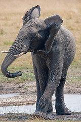 Image showing Drinking wild elephant at a waterhole.