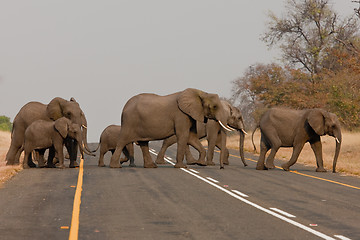 Image showing Group of wild elephants in southern Africa.