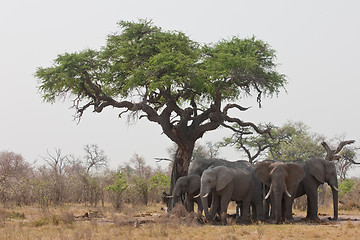 Image showing Group of wild elephants in southern Africa.
