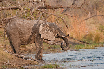 Image showing Drinking wild elephant at a waterhole.