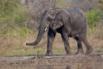 Image showing Portrait of a wild elephant in southern Africa.