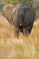 Image showing Portrait of a wild elephant in southern Africa.