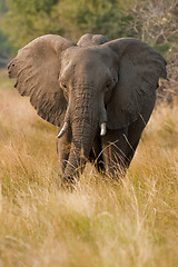 Image showing Portrait of a wild elephant in southern Africa.