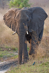 Image showing Portrait of a wild elephant in southern Africa.